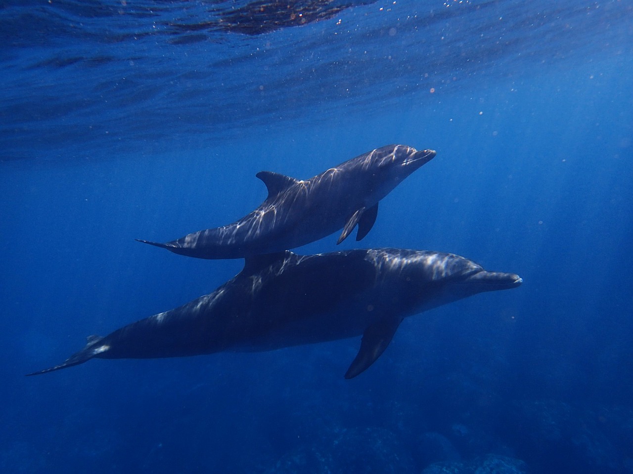 Teneryfa nurkowanie z delfinami. Nurkowanie – spełnij swe marzenia
