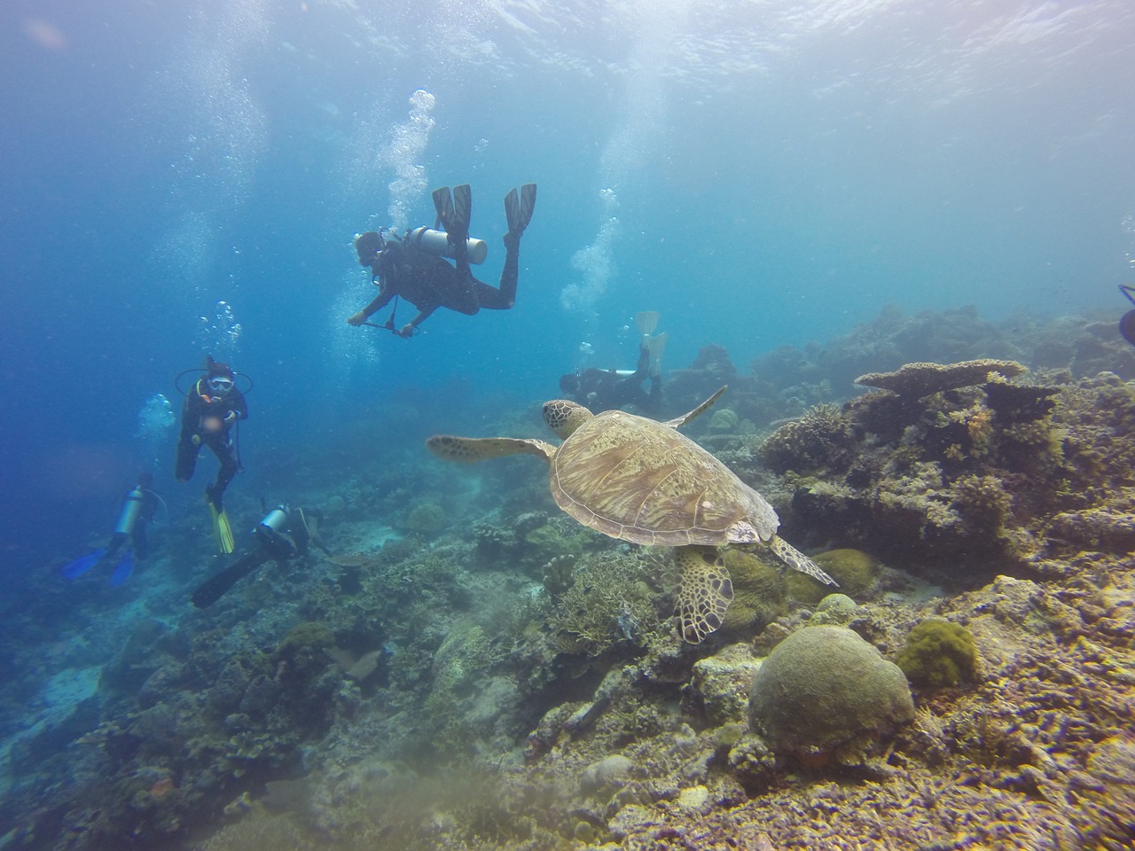 Rafa koralowa nurkowanie. Wakacje dla aktywnych – wakacje z kursem nurkowania
